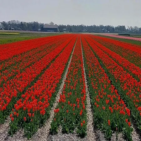 Cosy Near Vakantiehuis *